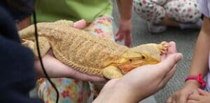 Animal_encounter