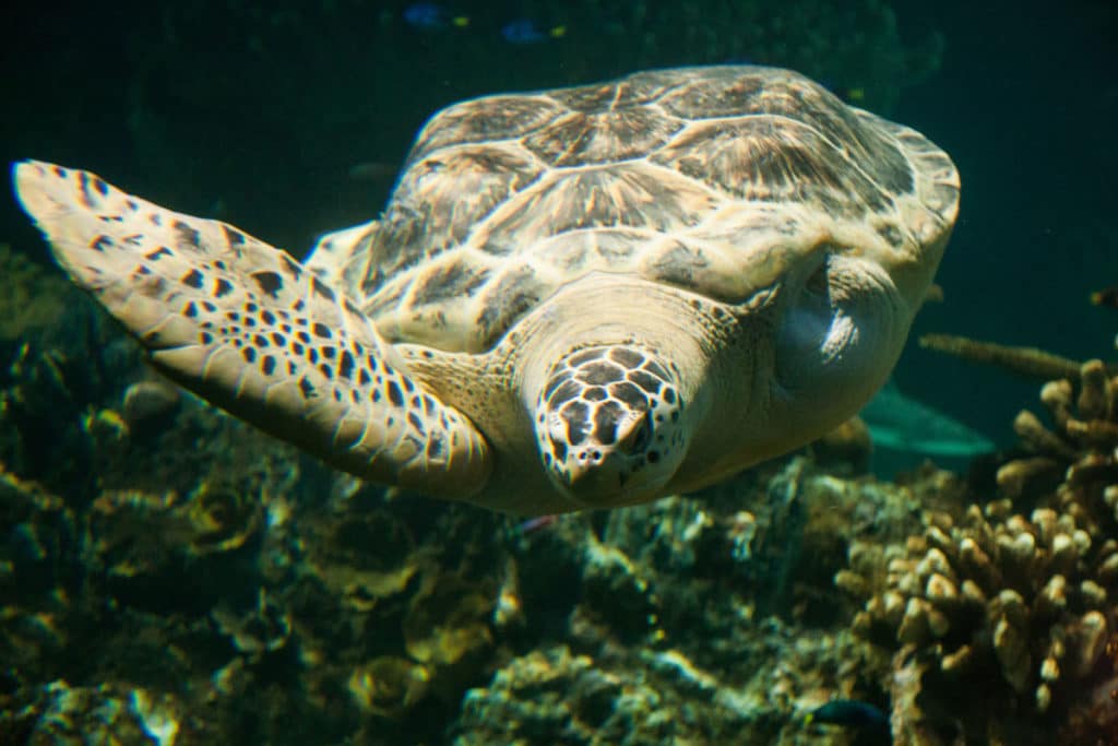 calypso in blacktip reef